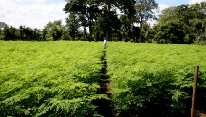 Moringa-plantation-1 (2)