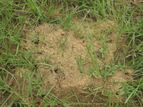WAFU-B U17 Championship: Golden Eaglets Train on Termite-Infested Five-a-Side Pitch Ahead of Niger Clash 1 FB IMG 1791931394063